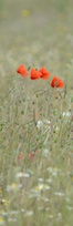 Poppies in meadow