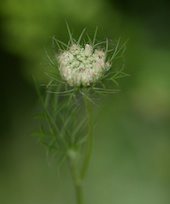 Wild Carrot